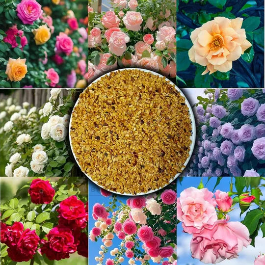 Climbing Rose Seeds (120+ Multicolour seeds) + Free Plant Growth Supplement Worth ₹499