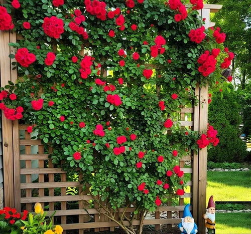 Climbing Rose Seeds (120+ Multicolour seeds) + Free Plant Growth Supplement Worth ₹499
